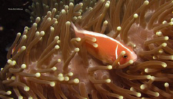 Taken at Lumbalumba house reef, Manado. Canon G9/Ikelite ... by Richard Witmer 